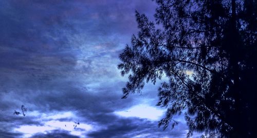 Low angle view of trees against sky