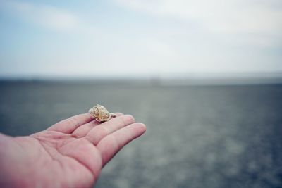 Cropped hand of person holding seashell at beach