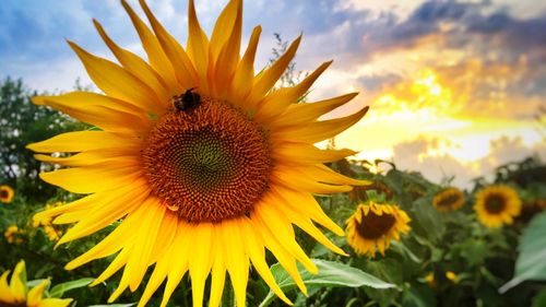 Close-up of honey bee on sunflower