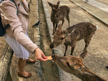 Woman feeding deers