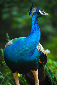 Close-up of peacock