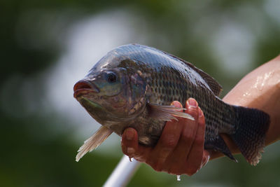 Cropped hand holding fish