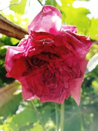 Close-up of red rose