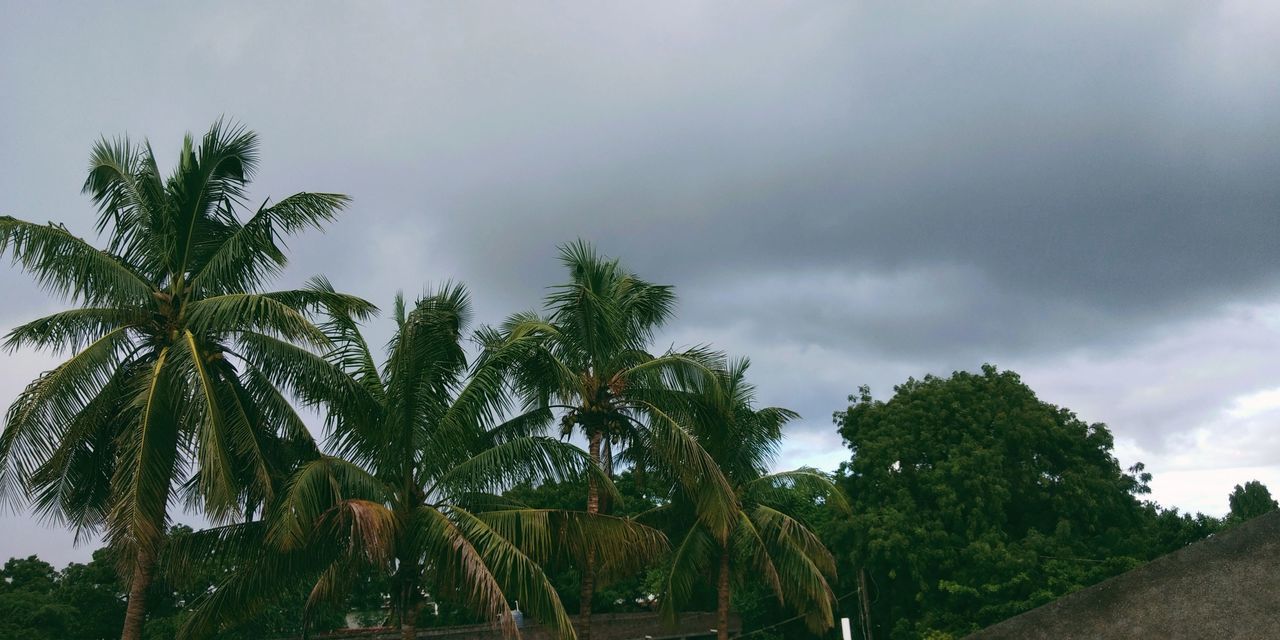 tree, plant, palm tree, tropical climate, sky, cloud, nature, environment, land, beauty in nature, coconut palm tree, landscape, no people, growth, scenics - nature, outdoors, tranquility, green, tropics, storm, water, travel destinations, wind, tropical tree, travel, storm cloud, day