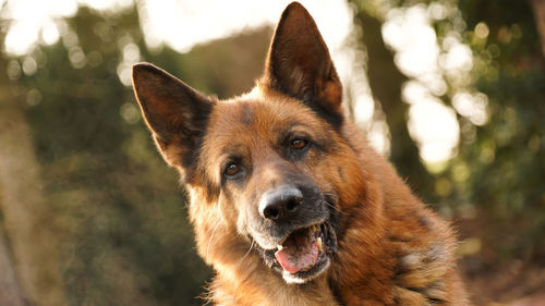 Close-up portrait of a dog
