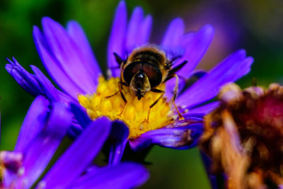 Close-up of honey bee on purple flower