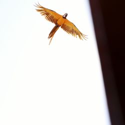 Low angle view of birds flying over white background