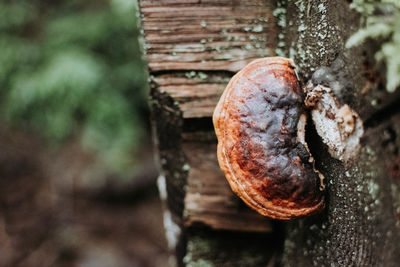 Close-up of tree trunk