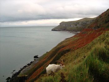 Scenic view of sea against cloudy sky