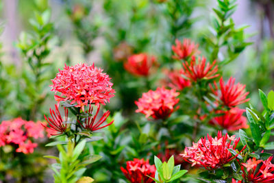 Close-up of red flowering plants