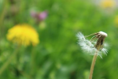 Close-up of dandelion blooming on field