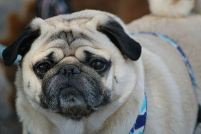 Close-up portrait of pug