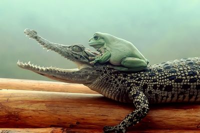 Close-up of lizard