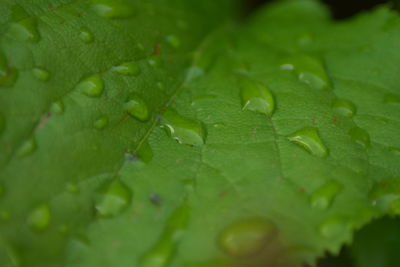 Close-up of water drops on leaf