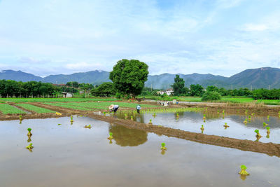 Farmers working on rice field against sky