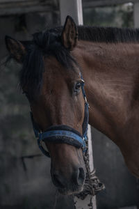 Close-up of horse in ranch