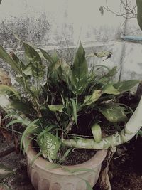 High angle view of succulent plant on field