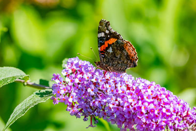 Close-up of butterfly pollinating on purple flower