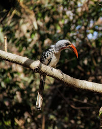 Close-up of bird perching on branch