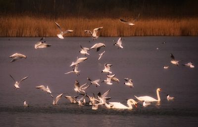 Flock of seagulls flying over lake