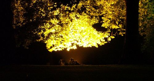 Silhouette of trees in park