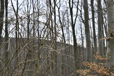 Bare trees in forest during winter