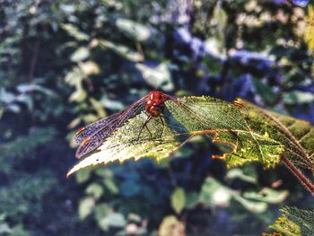 Close-up of insect on leaf