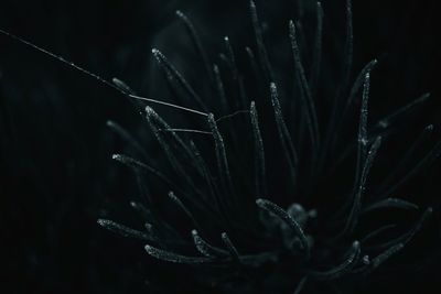 Close-up of spider web on wet plant