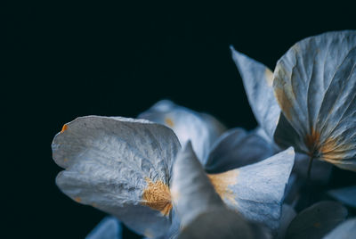 Close-up of white flowering plant against black background