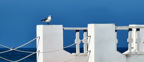 Seagull perching on railing against sea