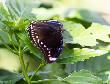 Close-up of butterfly on plant