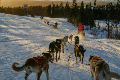 Dog standing on snow covered landscape