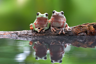 Close-up of frogs on fallen tree over pond