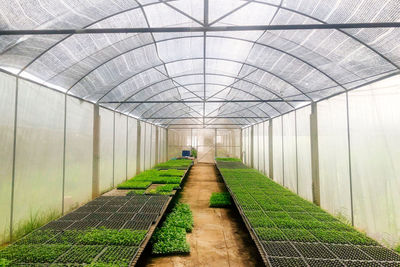 View of an empty corridor in greenhouse