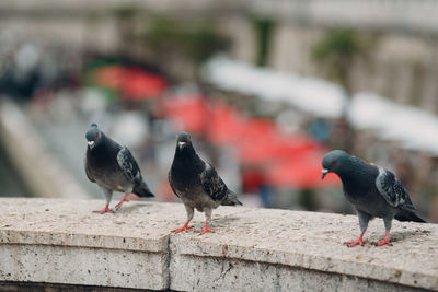 Pigeons perching on retaining wall