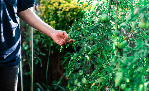 Midsection of man working on plant