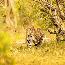 Cheetah on field