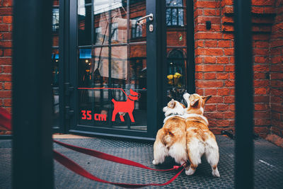 Dog looking through window