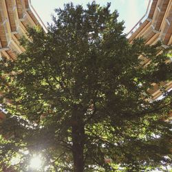 Low angle view of trees against sky