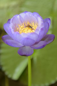 Close-up of purple flower blooming outdoors