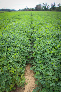 Plants growing on field