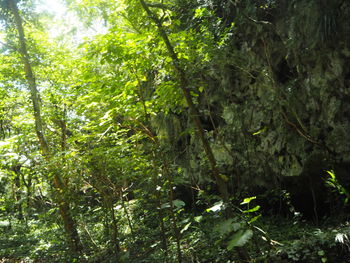 View of a forest