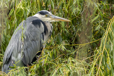 High angle view of gray heron on field