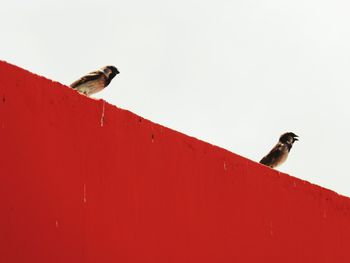 Low angle view of bird perching on red wall