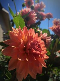 Close-up of fresh red flowers