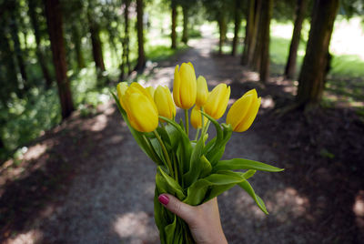 Close-up of yellow flowering plant