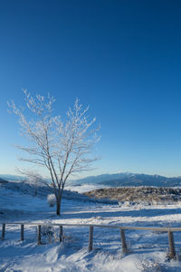 Bare tree on snow covered landscape against blue sky