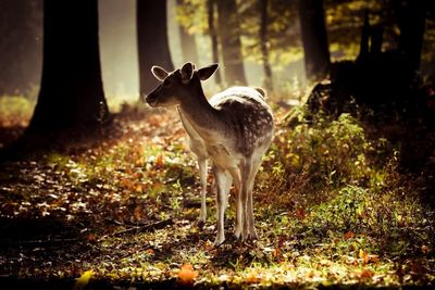 Deer in forest