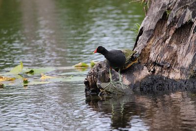 Duck swimming in a lake