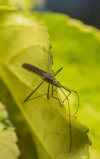 Close-up of dragonfly